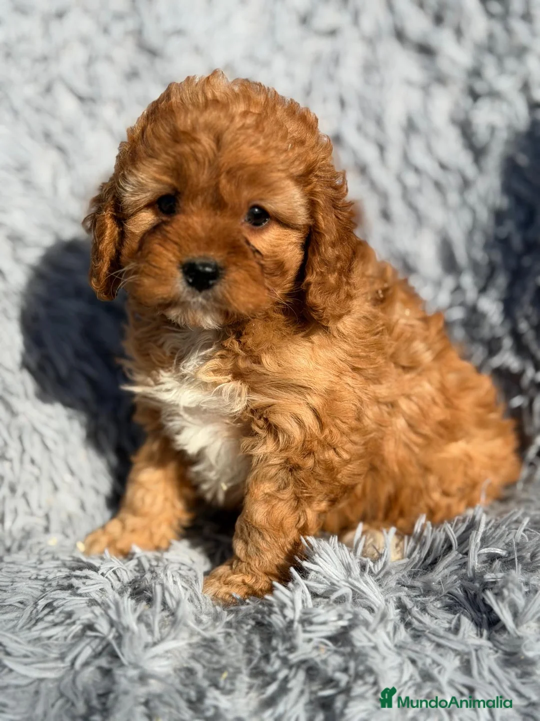 Cavapoo perros en venta: CAMADA CAVAPOO MUY ROJOS IMPRESIONANTES - Anuncio 4