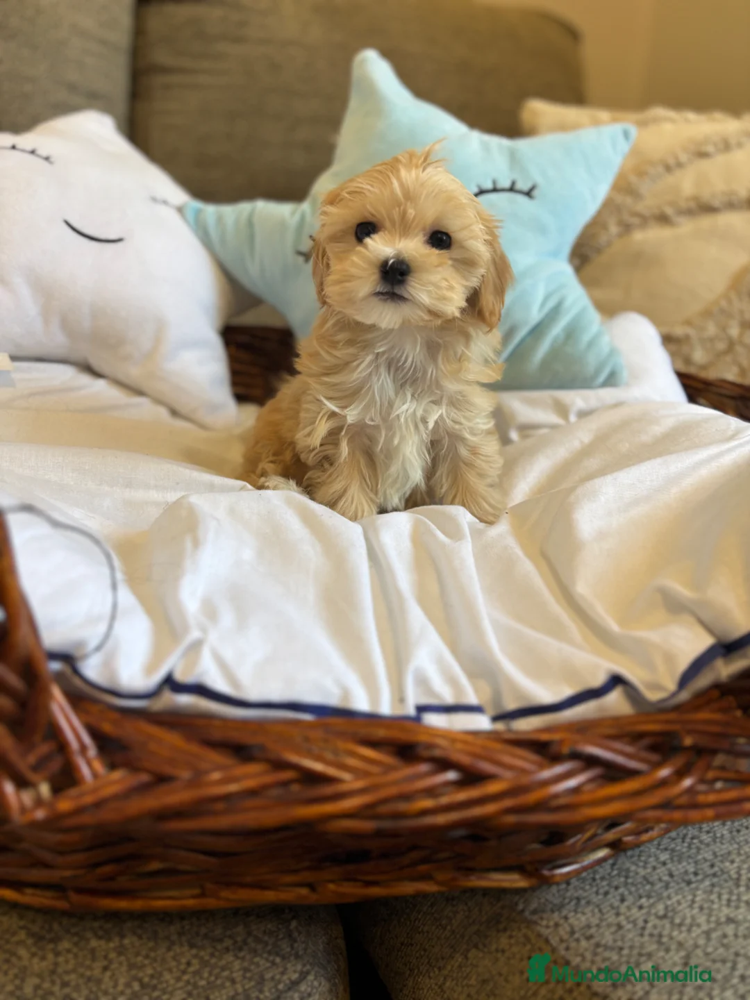 Maltipoo perros en venta: Maltipoo muy bonitos !!! - Anuncio 2