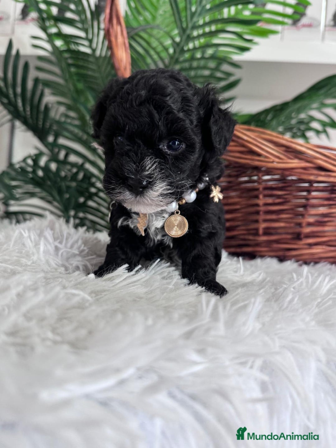 Caniche Toy perros en venta: CANICHE TOY HEMBRA - Anuncio 4