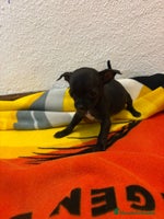 Chihuahua perros - Anuncio 3