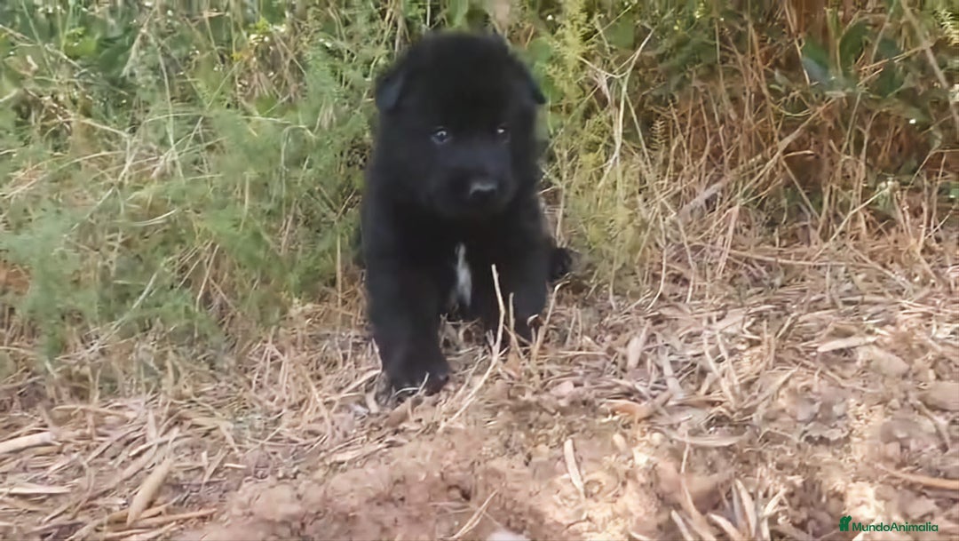 Perro Lobo Checoslovaco perros en venta: Perro lobo bajo contenido - Imagen 2