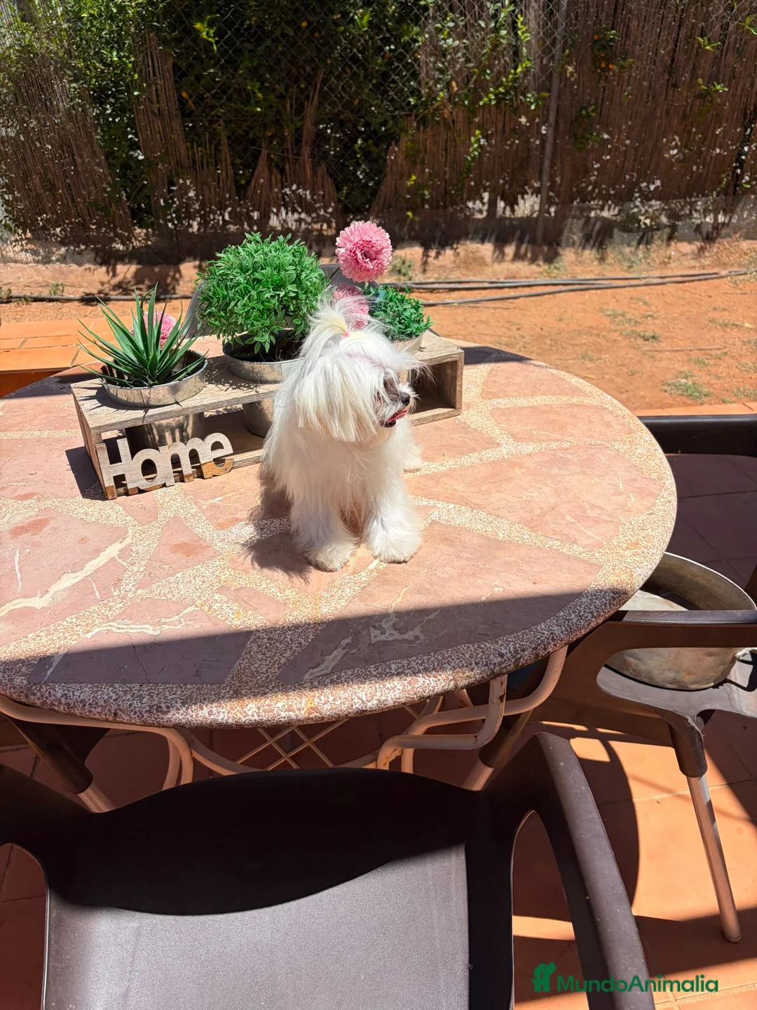 Bichón Maltés perros en venta: B. Maltés Coreana 100% - Anuncio 1