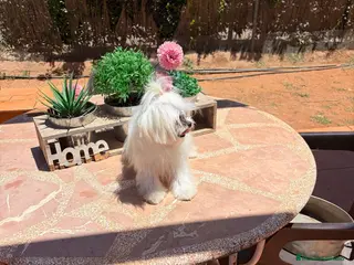 Bichón Maltés perros B. Maltés Coreana 100% - Anuncio 2