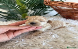 Maltipoo perros en venta: MALTIPOO MACHO - Anuncio 2