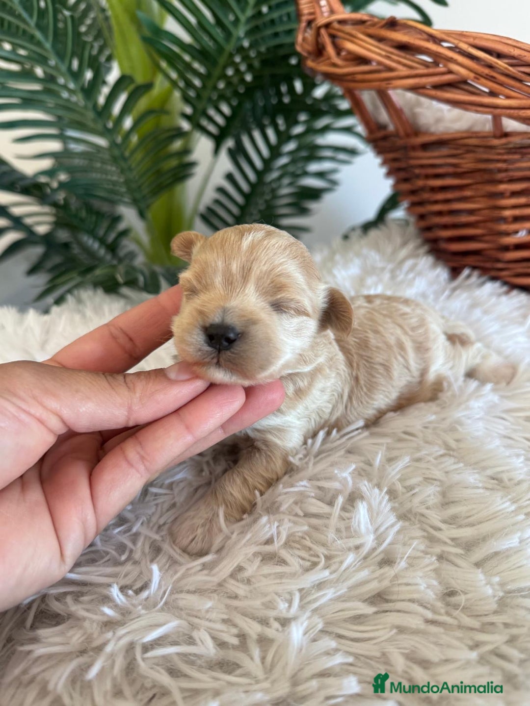 Maltipoo perros en venta: MALTIPOO MACHO - Anuncio 2