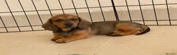 Teckel perros en venta: Impresionante Teckel macho  620 71 61 19 - Anuncio 2