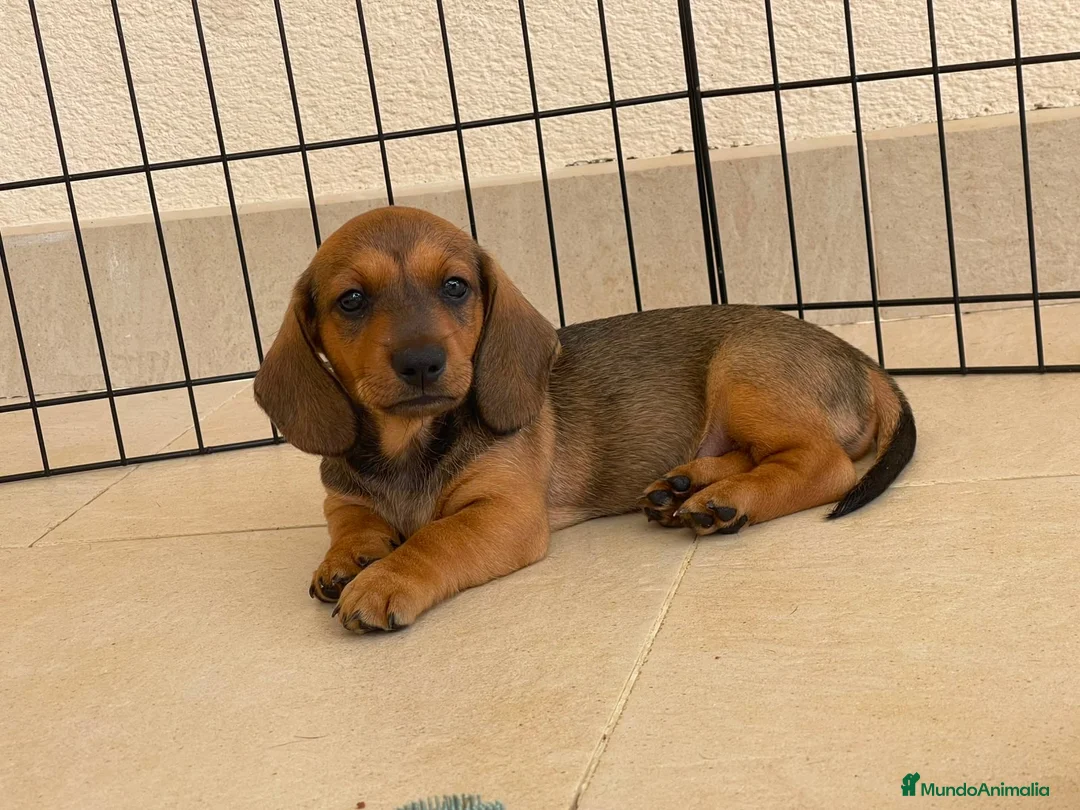 Teckel perros en venta: Impresionante Teckel macho  620 71 61 19 - Anuncio 2
