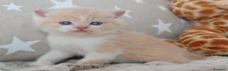 Británico de Pelo Corto gatos en venta: Camada espectacular British Shorthair Pedigree WCF - Anuncio 9