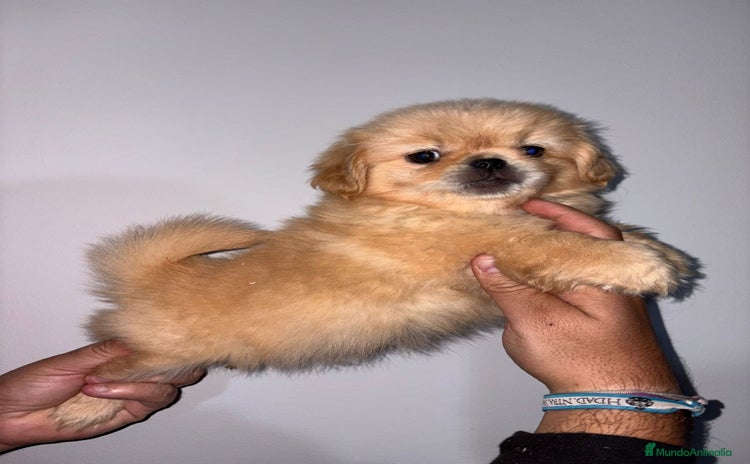 Pekinés perros Cachorros de pekines  - Anuncio 1