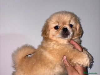 Pekinés perros Cachorros de pekines - Anuncio 1