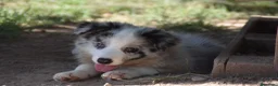 Border Collie perros en venta: Cachorro de Border Collie disponibles - Anuncio 4