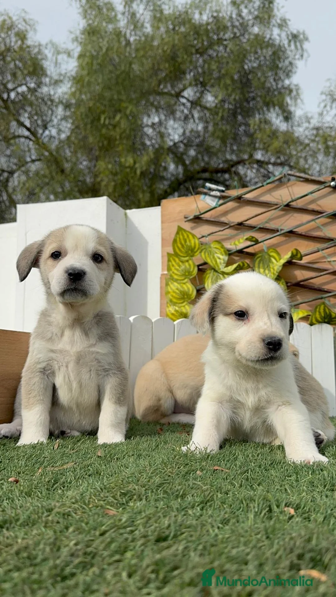 Mastín Español perros en venta: MASTIN ESPAÑOL - Anuncio 8