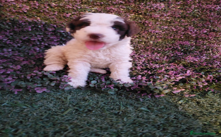 Perro de Agua Español perros - Anuncio 1