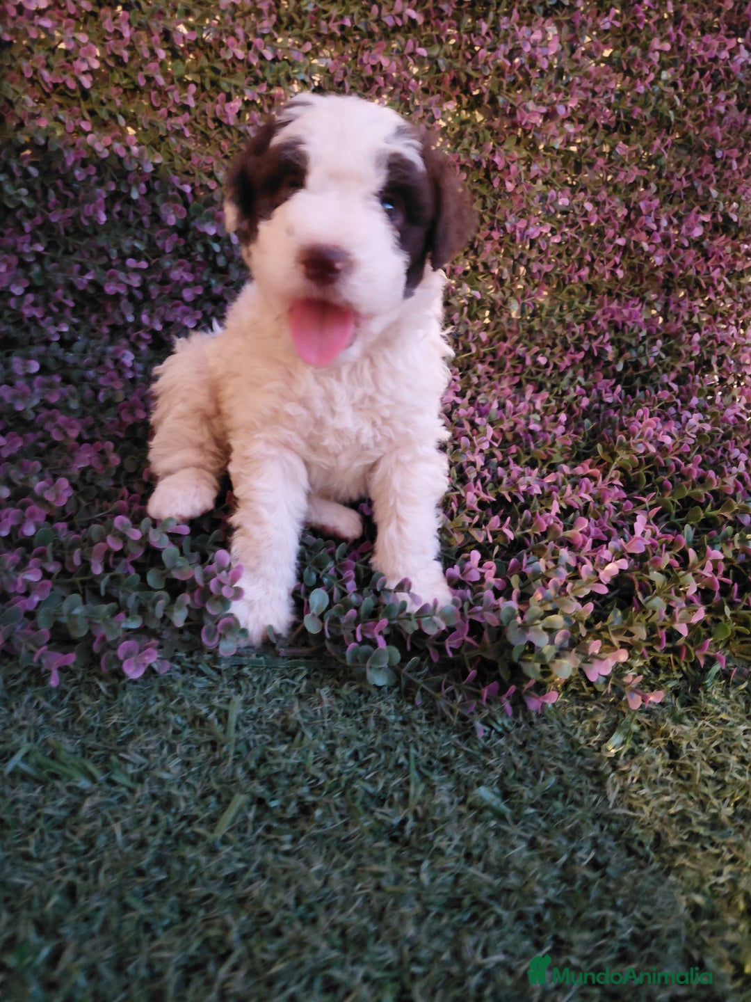 Perro de Agua Español perros en venta: Perro de aguas bicolor - Imagen 1