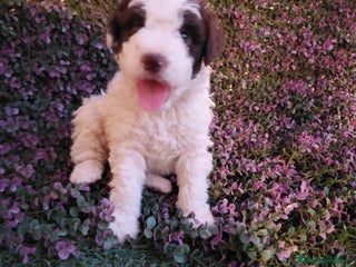 Perro de Agua Español perros - Anuncio 16