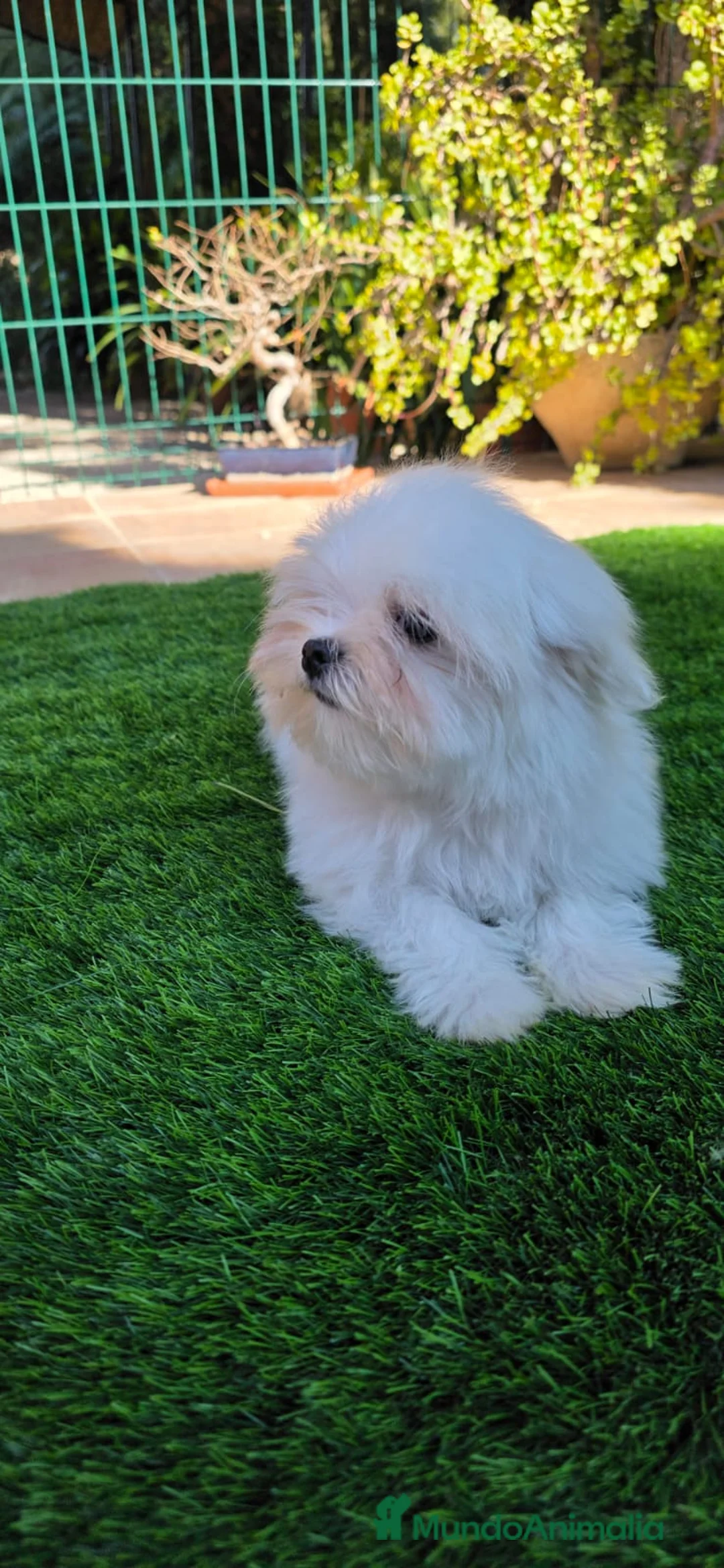 Bichón Maltés perros en venta: Bichon maltes linea coreana - Anuncio 6