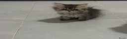 Raza Mixta gatos en venta: Cruce maine coon  - Anuncio 1