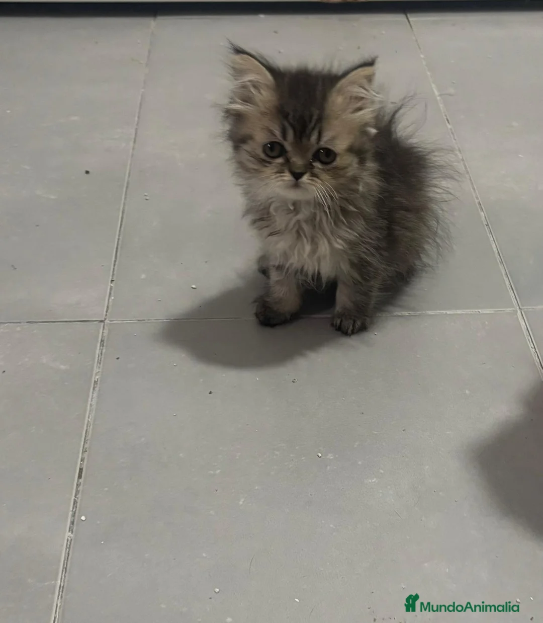 Raza Mixta gatos en venta: Cruce maine coon  - Anuncio 1