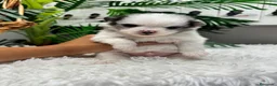 Pomerania perros en venta: POMERANIA - Anuncio 11