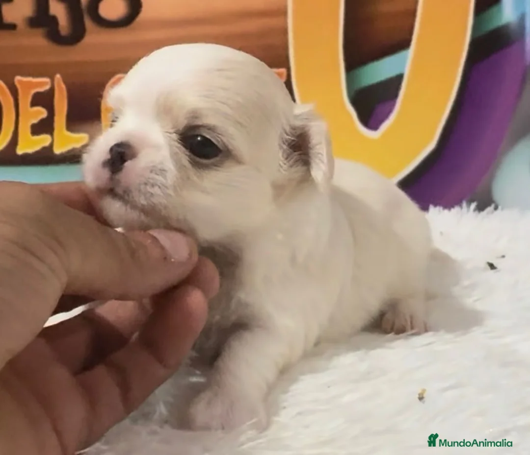 Chihuahua perros en venta: Chihuahua - Anuncio 2