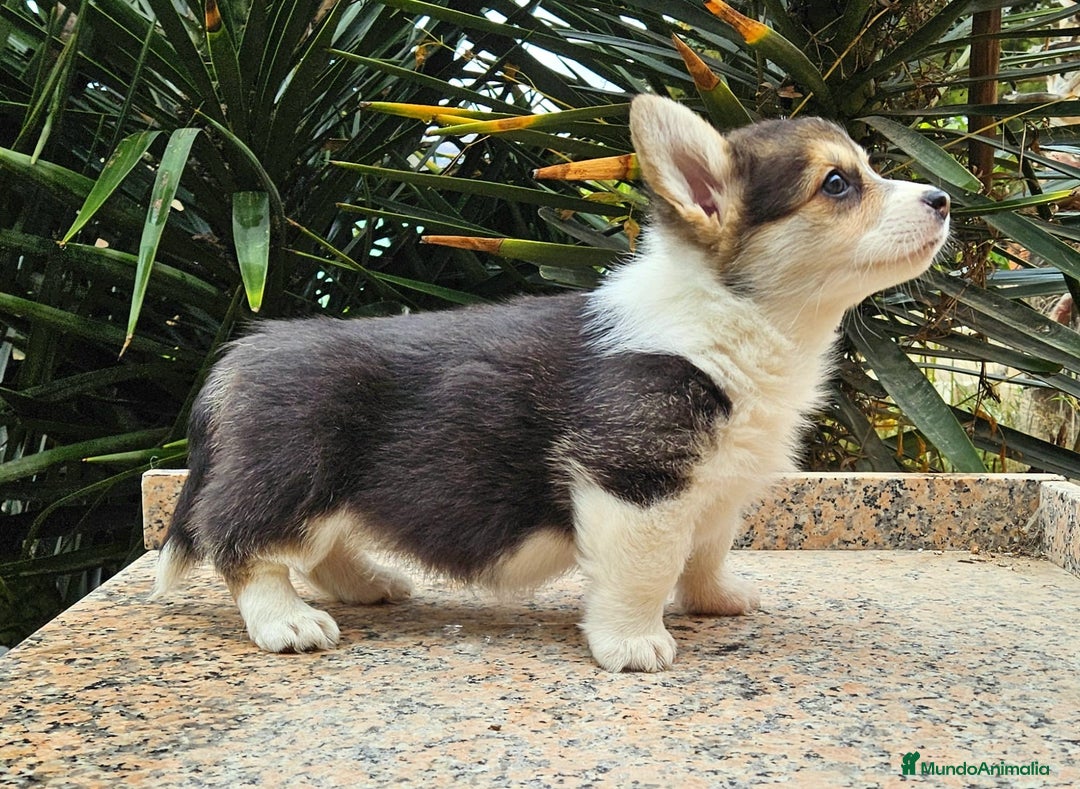 Welsh Corgi Pembroke perros en venta: Corgi - Anuncio 4