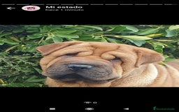 Raza Mixta perros en venta: Cachorros de sharpei con husky Siberiano  - Imagen 15