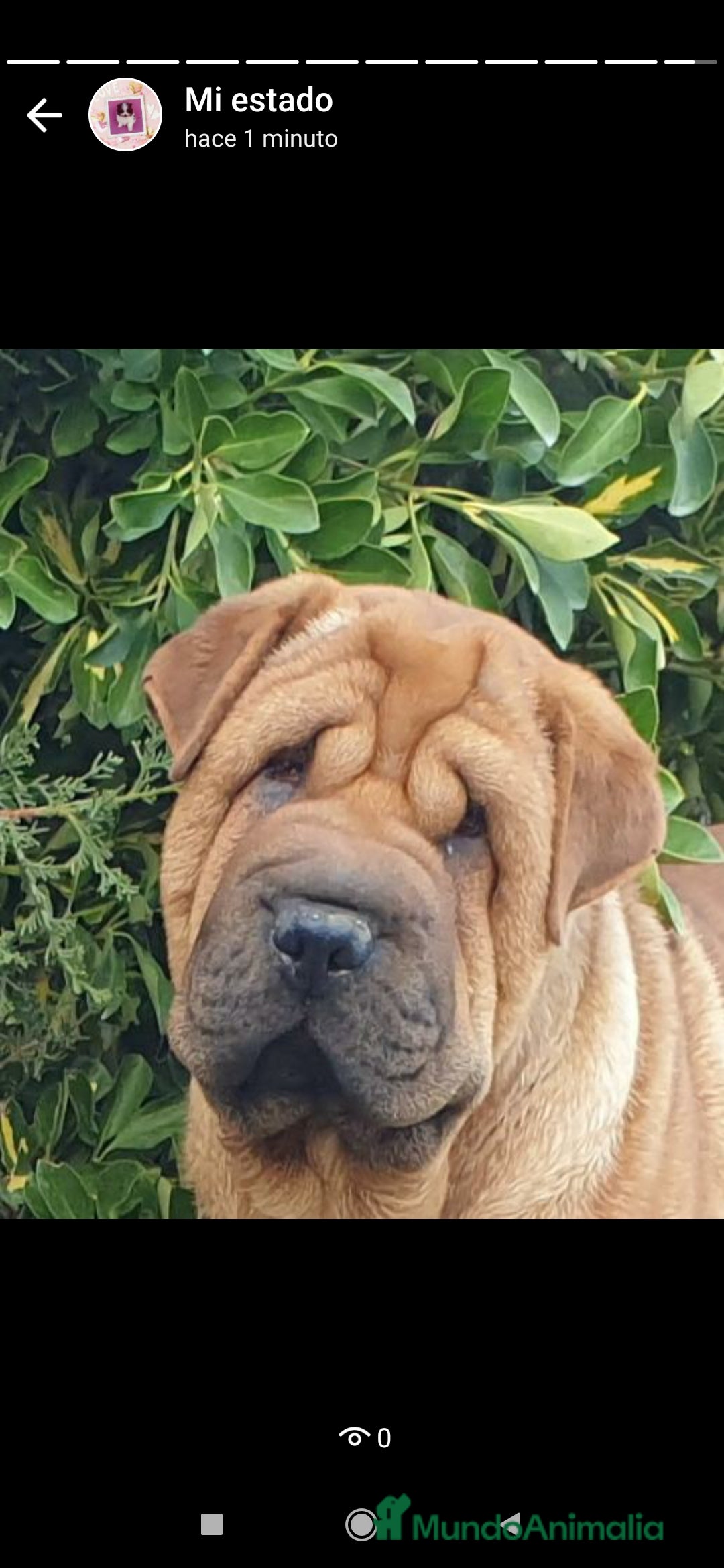 Raza Mixta perros en venta: Cachorros de sharpei con husky Siberiano  - Imagen 15