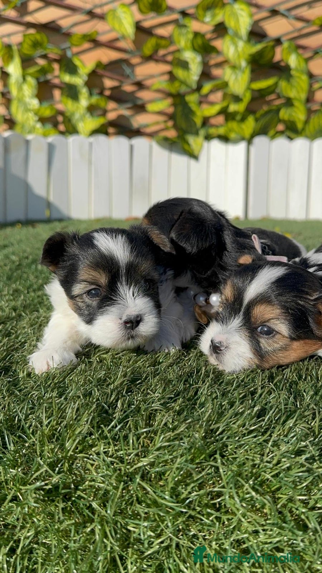 Yorkshire Terrier perros en venta: YORKSHIRE BIEWER - Anuncio 10
