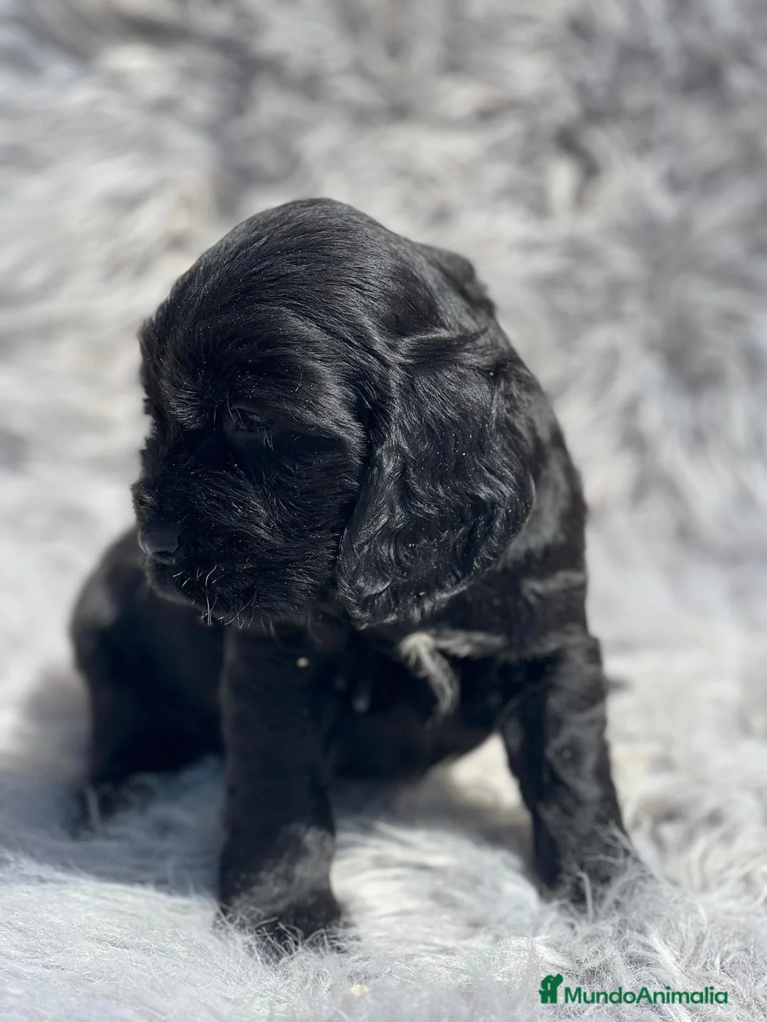 Cocker Spaniel Inglés perros en venta: COCKER SPANIEL INGLÉS NEGRO - Anuncio 3