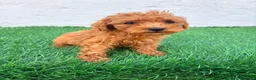 Caniche Toy perros en venta: Caniche mini toy  - Anuncio 11