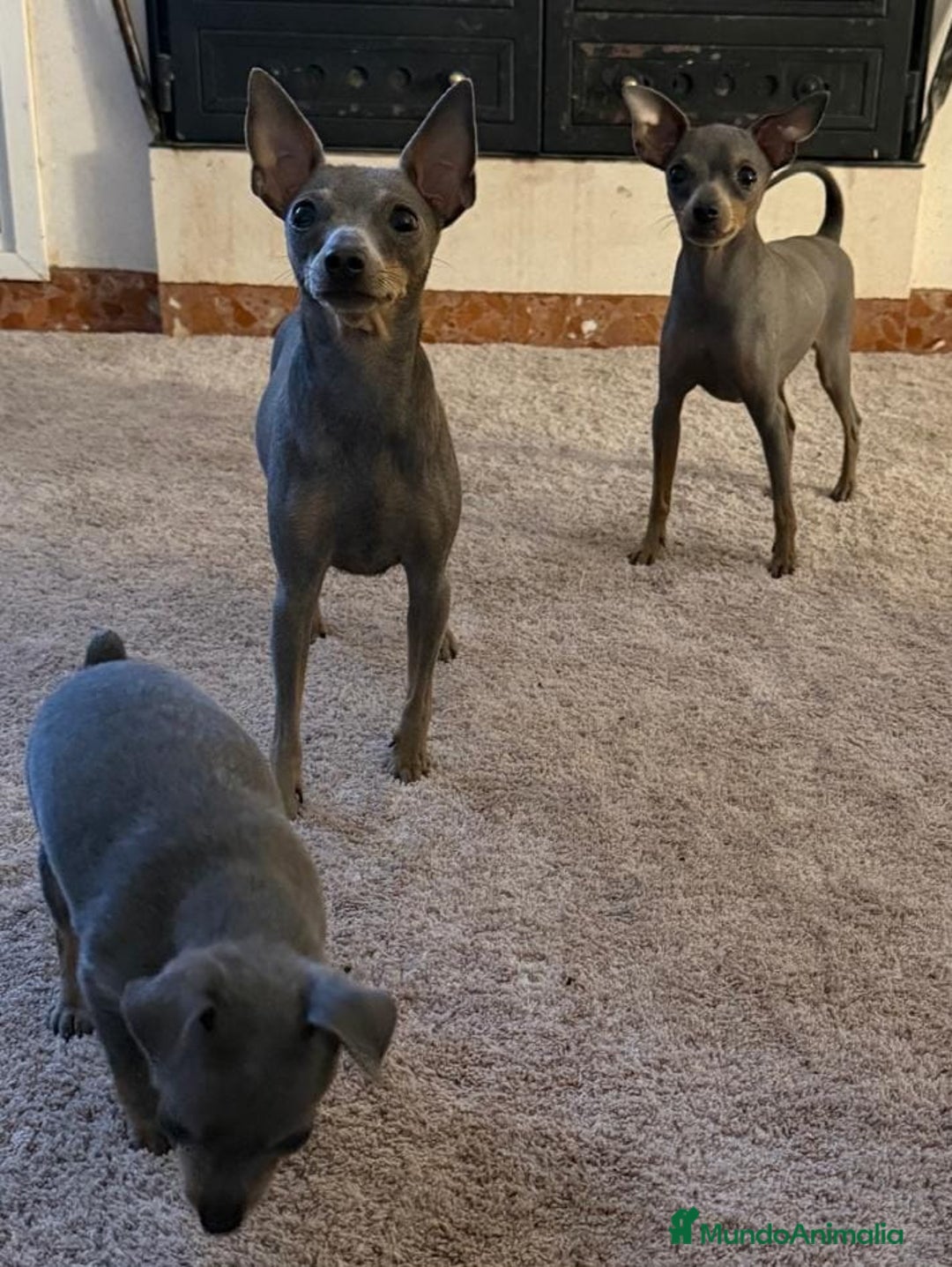 Pinscher Miniatura perros en venta: Mini pincher macho blue - Anuncio 2