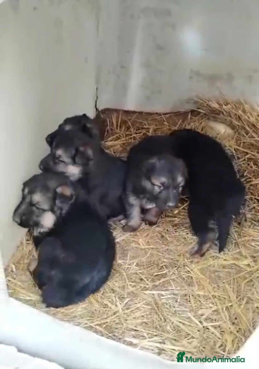 Pastor Alemán perros en venta: Pastor alemán  - Anuncio 4