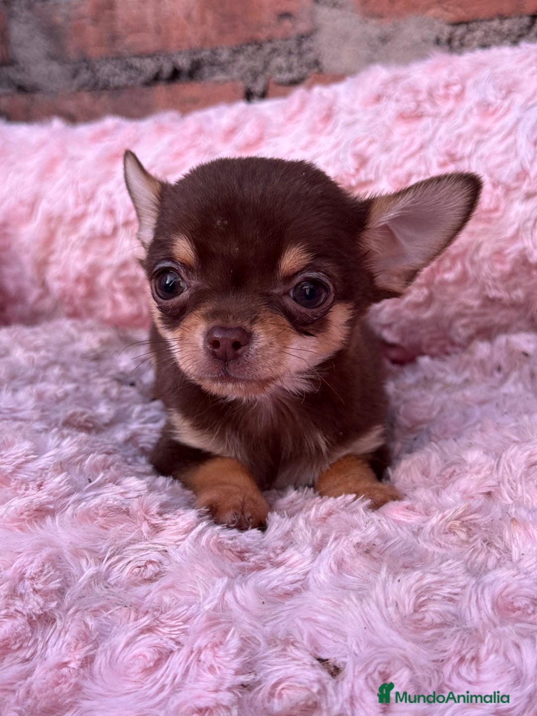 Chihuahua perros en venta: Chihuahua cabeza manzana toy macho - Anuncio 6