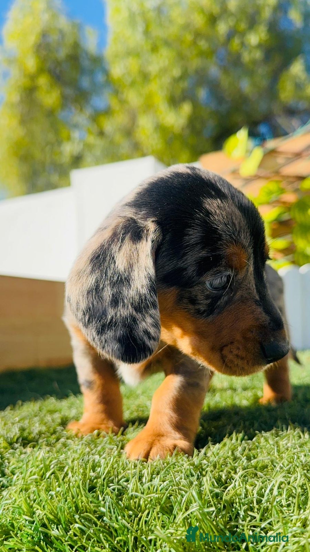 Teckel Miniatura perros en venta: TECKEL MINIATURA HEMBRA  - Anuncio 24