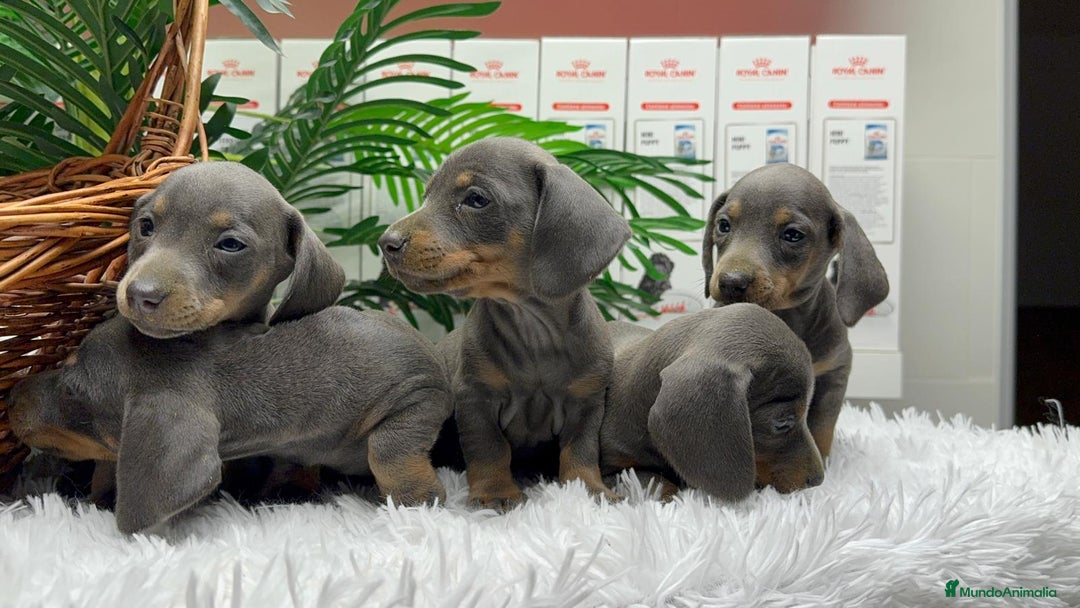 Teckel Miniatura perros en venta: TECKEL BLUE AND TAN - Anuncio 4