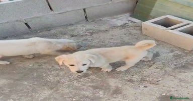 Labrador Retriever perros - Anuncio 5