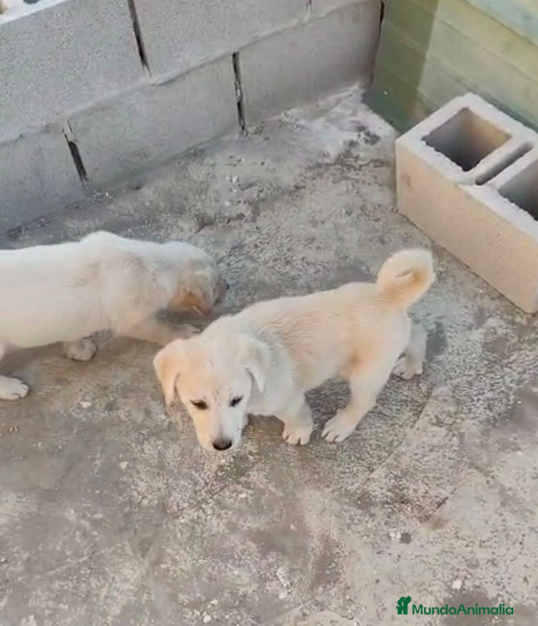 Labrador Retriever perros en venta: ULTIMOS LABRADOR RETRIEVER  - Imagen 2