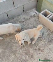 Labrador Retriever perros ULTIMOS LABRADOR RETRIEVER - Anuncio 2