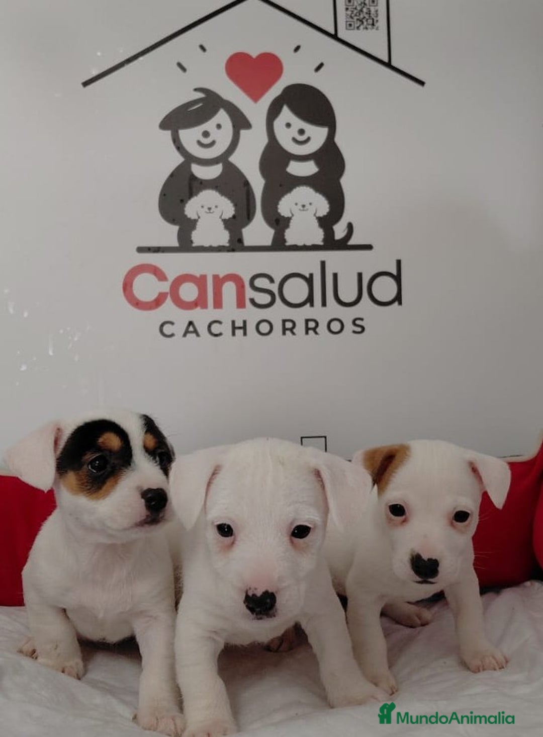 Jack Russell Terrier perros en venta: Jack Russell  - Anuncio 1