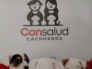 Jack Russell Terrier perros Jack Russell - Anuncio 1