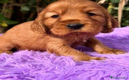 Cocker Spaniel Inglés perros en venta: COCKER SPANIEL INGLÉS HEMBRA - Anuncio 6