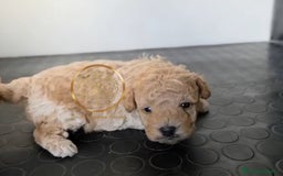 Caniche Toy perros en venta: Caniche toy enano - Anuncio 1