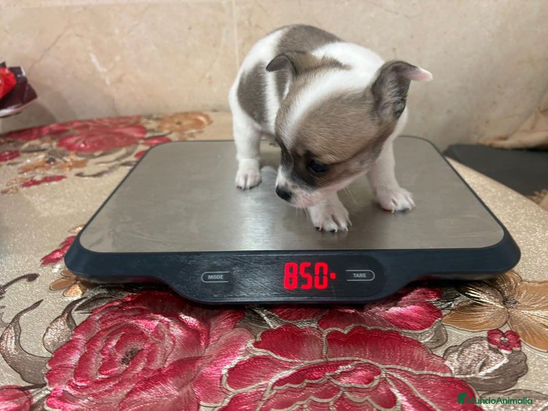 Chihuahua perros en venta: Chihuahua toy - Anuncio 22