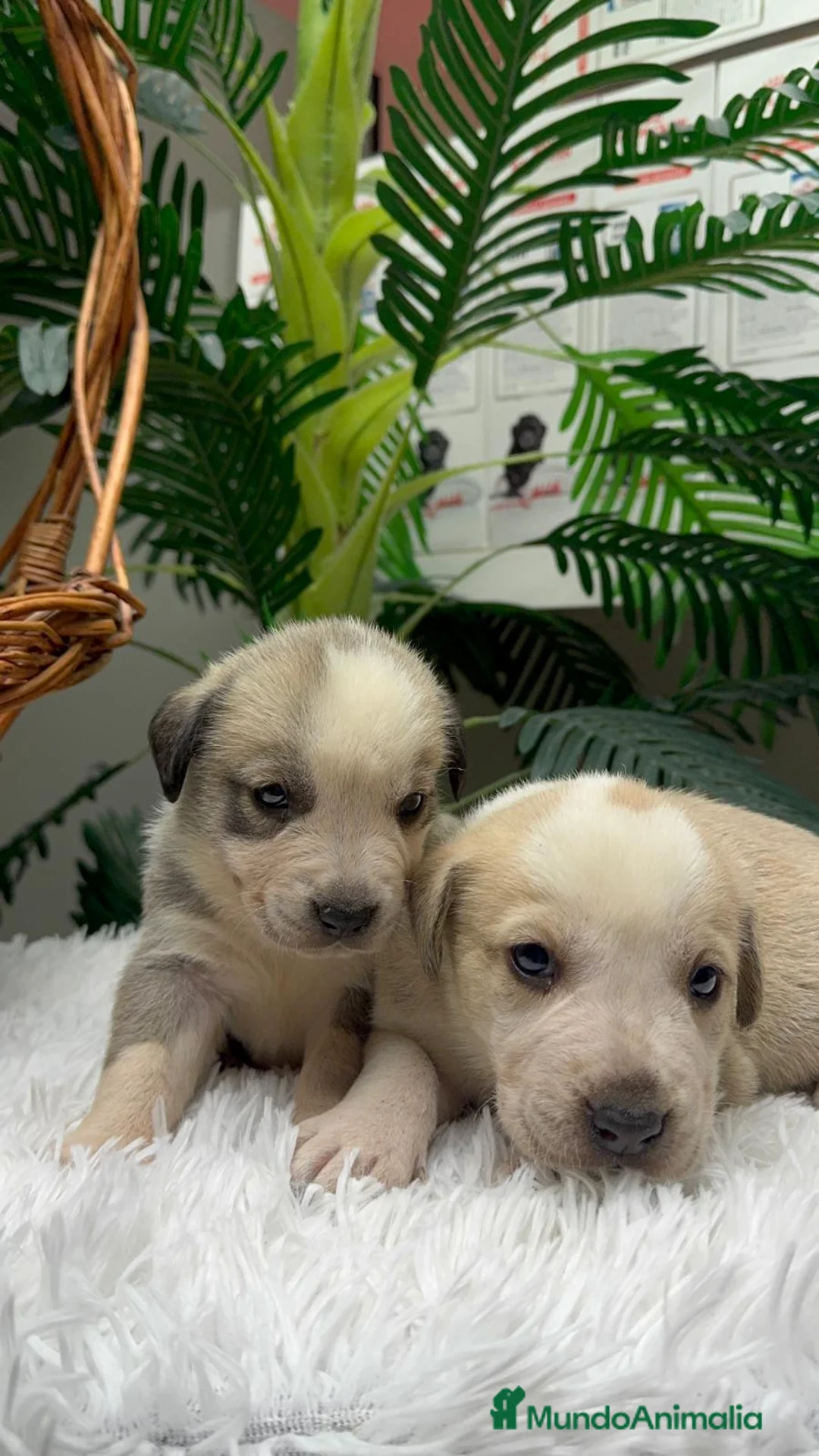 Mastín Español perros en venta: MASTIN ESPAÑOL - Anuncio 4