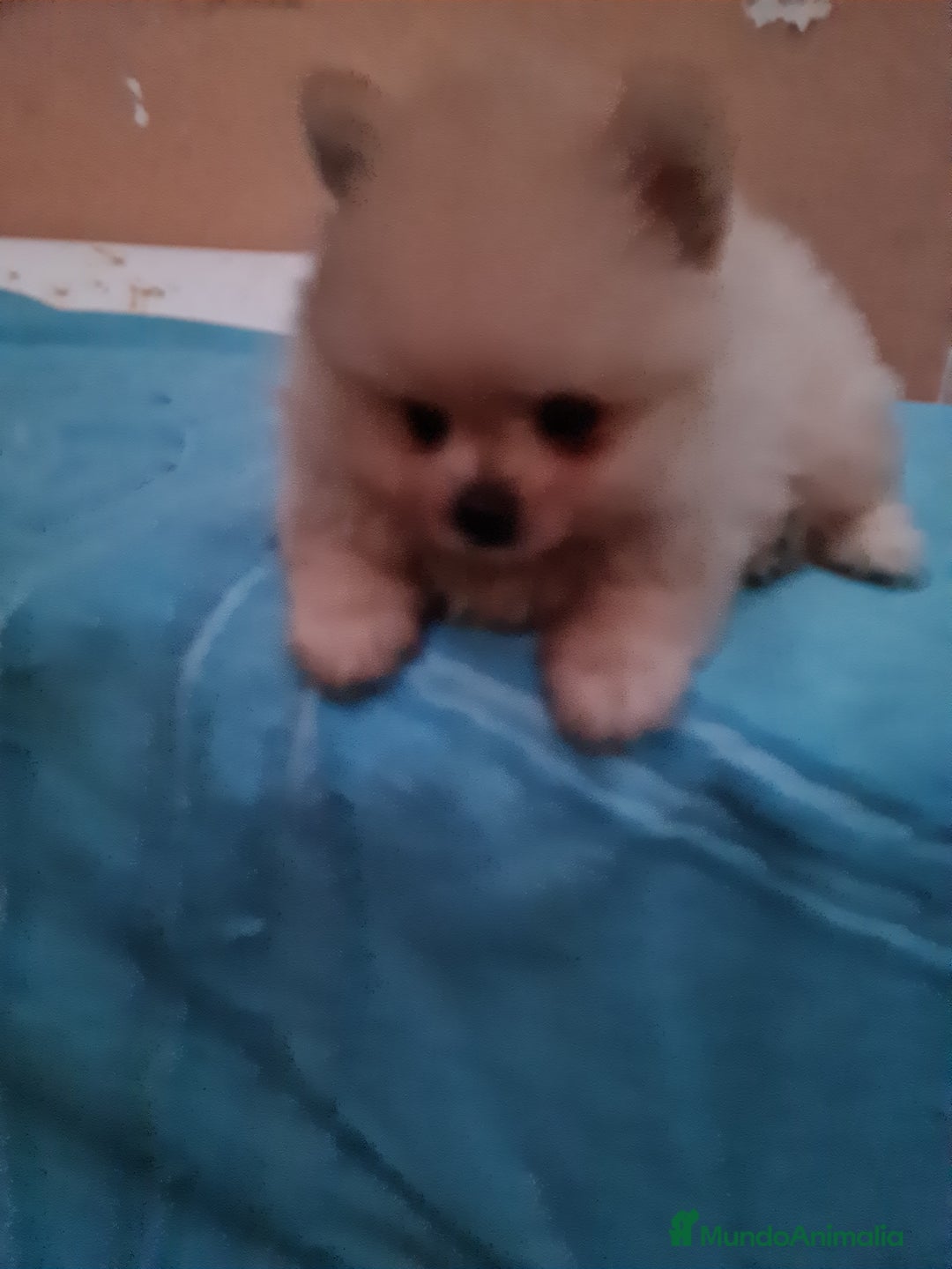 Pomerania perros en venta: Pomerania toy - Imagen 6