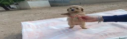 Caniche Toy perros en venta: CANICHE TOY HEMBRITA APRICOT  - Anuncio 4
