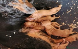 Cocker Spaniel Inglés perros en venta: COCKER SPANIEL  CAMADA PARA RESERVAR - Imagen 3