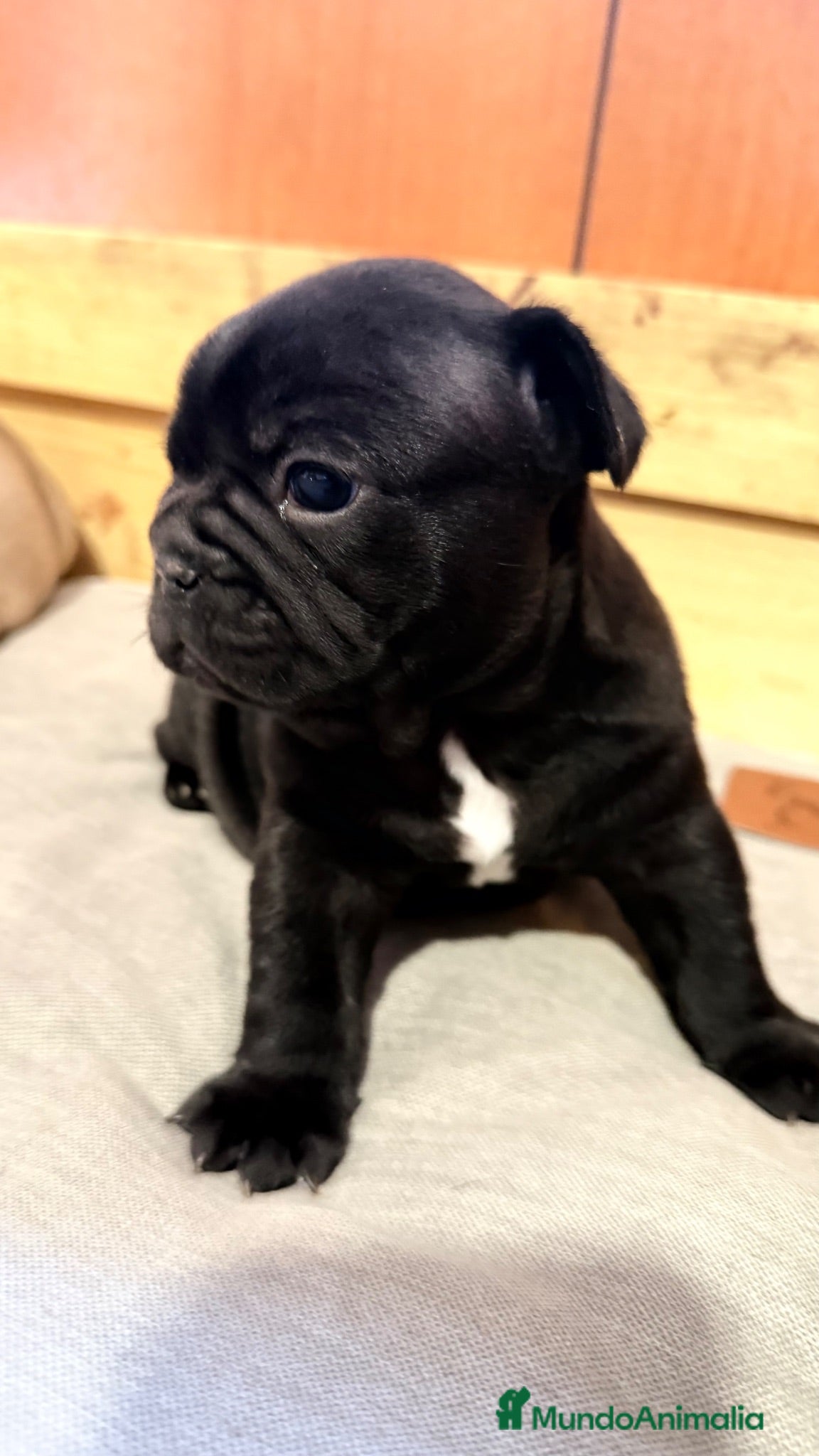 Bulldog Francés perros Buldog francés  - Anuncio 2
