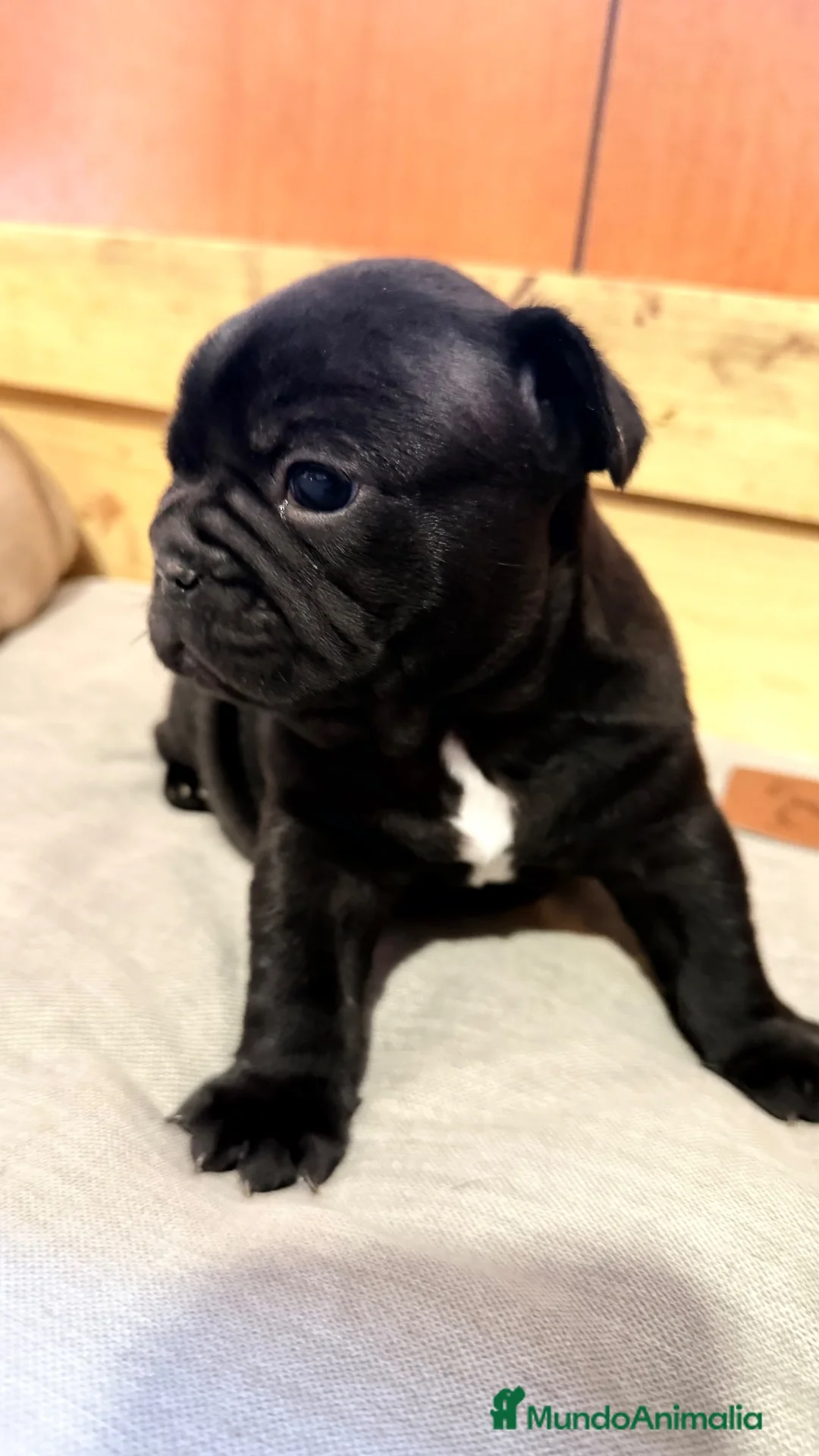 Bulldog Francés perros en venta: Buldog francés  - Anuncio 1