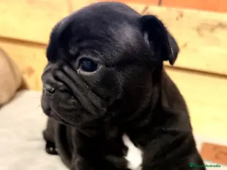 Bulldog Francés perros Buldog francés - Anuncio 2